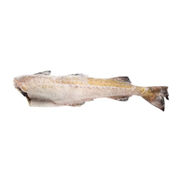 ماهی شیر جنوب تازه